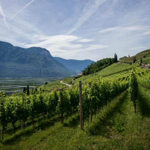 Vinleksikon